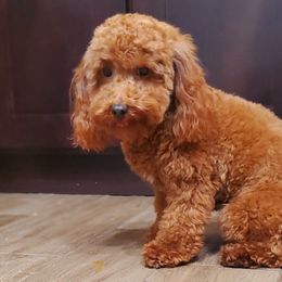 Bei Bei - Poodle