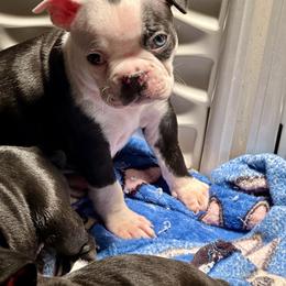 Boy 2 - Black and white male Boston Terrier puppy in Georgia from KD’s K9 Oasis