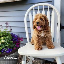 Bernedoodle, Cockapoo, and German Shorthaired Pointer Puppies from Filipiak Breeders