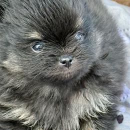 Thunder - Black and tan female Pomeranian puppy in Edmond, Oklahoma from My Sun & Moon Poms