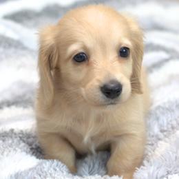 Beau - Cream male Dachshund puppy in Cypress, Texas from Cypress Dachshunds