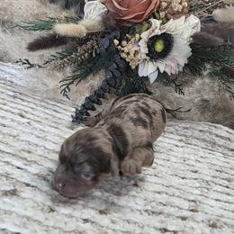 Blizzard - Merle male Cockapoo puppy in Delphos, Ohio from Route 66 Poodles & Doodles, Sapphire Shih-tzu's of Ohio