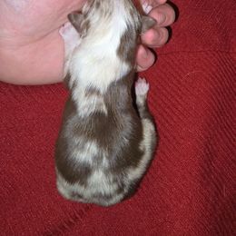 Grinch - Red merle male Miniature Australian Shepherd puppy in Arlington, Texas from CopperHead Aussies