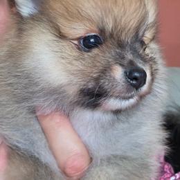 Adkpom Brittney Orange Sable - Orange sable female Pomeranian puppy in Gloversville, New York from ADKPOM Adirondack Pomeranians