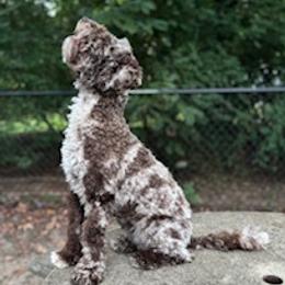 Willow - Cockapoo
