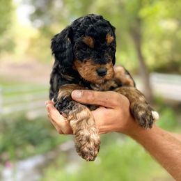 Braves - Phantom female Bernedoodle puppy in Thatcher, New Mexico from Brush Fire Doodles