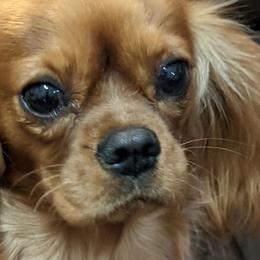 JoJo - Cavalier King Charles Spaniel