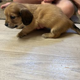 Jake - Cream male Dachshund puppy in Fort Worth, Texas from The Holloway Dachshunds