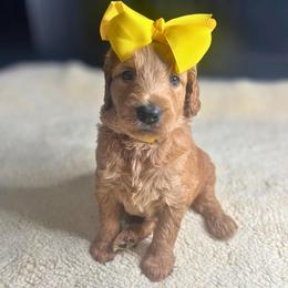 Caramel - Red  female Goldendoodle puppy in Summerville, South Carolina from Pawmazing Doodles