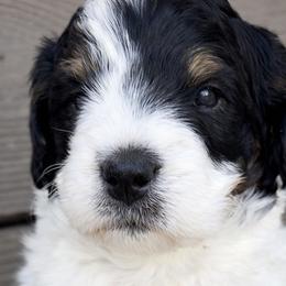 Patch - Tri-color male Bernedoodle puppy in Mint Hill, North Carolina from Ball-Y-Hoo Bernedoodles