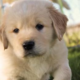 German Shepherd and Golden Retriever Puppies from Sweet Breeze Acres