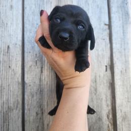 Disco - Black female Dachshund puppy in Cedarcreek, Missouri from Cedarcreek Dachshunds
