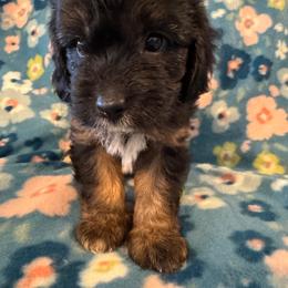 Ozzy - Tri-color male Cavapoo puppy in Howe, Oklahoma from Cuddly Cavapoos