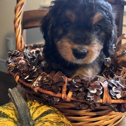 Bernedoodle Puppies from Birdies Mini Bernedoodles