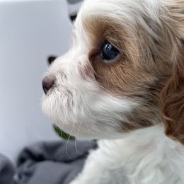 Cavapoo Puppies from Ellas.Pups
