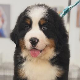 Duke - Tri-color male Bernese Mountain Dog puppy in Yuciapa, California from AlltheDoodlez_