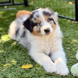 Cypress - Blue merle male Australian Shepherd puppy in Salinas, California from AA Aussies