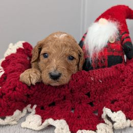 Sleepy - Red  male Poodle puppy in Mongomery, Texas from Celestial Jewels Poodles