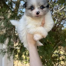Girl 3 - Pomeranian puppy in Muskogee, Oklahoma from Wonderlust Pomeranians
