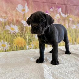 Gray Female puppy 2 - Gray female Cane Corso puppy in Loogootee, Indiana from Walnut Creek Cane Corso