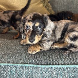 Dachshund Puppies from Monterey Bay Dachshund Kennel