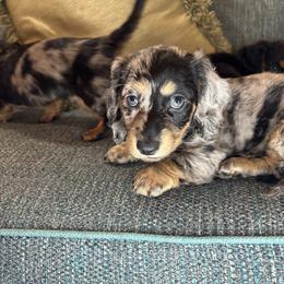 Dachshund Puppies from Monterey Bay Dachshund Kennel