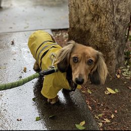 Dachshund Puppies from ForeversEdge Doxies