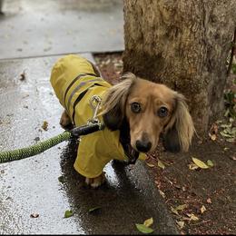 Dachshund Puppies from ForeversEdge Doxies