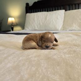 Birch - Red  male Goldendoodle puppy in Floyd, Virginia from Hearts and Paws Poodles and Doodles