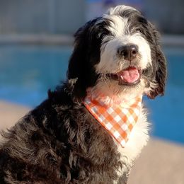 Rose - Tri-color Bernedoodle puppy in Mesa, Arizona from Cookies and Cream Doodles