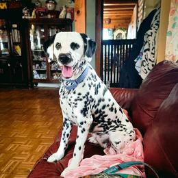 Rain - Dalmatian