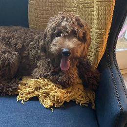 Ivy - Labradoodle