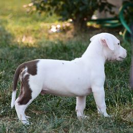 Boy 6 - White American Bully puppy in Oak Grove, Kentucky from Warhorse Kennel