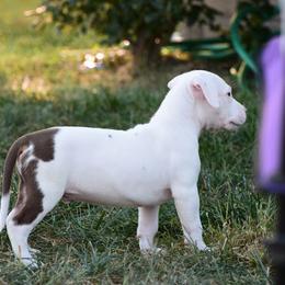 Boy 6 - White American Bully puppy in Oak Grove, Kentucky from Warhorse Kennel