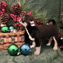 Chihuahua Puppies from Knox Rock'n Chihuahuas