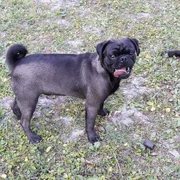Fang - Pug