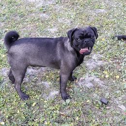 Fang - Pug