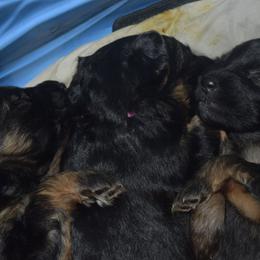 German Shepherd Puppies from Import German Shepherds of Kansas