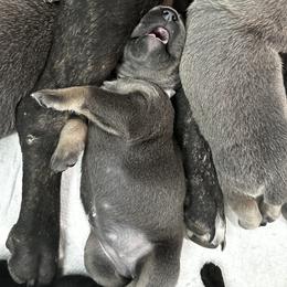 Cane Corso Puppies from Willow’s Meadow