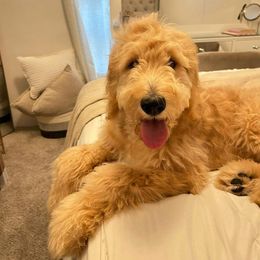 Aussiedoodle and Goldendoodle Puppies from Gray Doodles