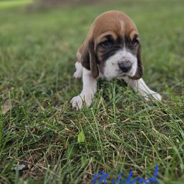 Basset Hound Puppies from Fisher's Couch Hounds