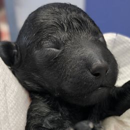Poodle Puppies from Karamba Toy Poodles
