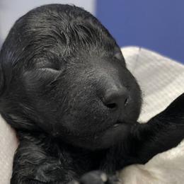 Poodle Puppies from Karamba Toy Poodles