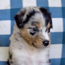Australian Shepherds and Pomeranians from Hollis Creek Farm