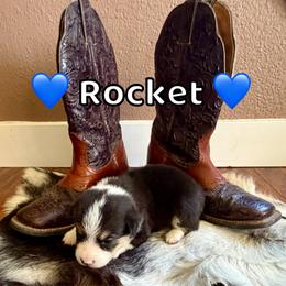 Rocket - Black and tan male Pembroke Welsh Corgi puppy in Corning, California from C.H. Pembroke Corgis