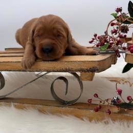 Brown collar - Dark golden male Golden Retriever puppy in Turtlepoint, Pennsylvania from Allegheny River Retrievers