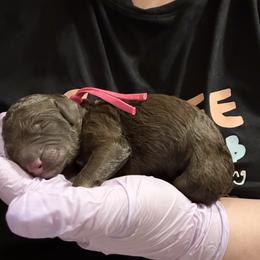 Birken - Phantom female Poodle puppy in Independence, Kansas from Malone Standard Poodles