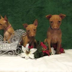 Cirneco dell’Etna Puppies from d'Lea Cirnechi