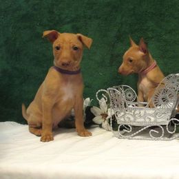 Cirneco dell’Etna Puppies from d'Lea Cirnechi