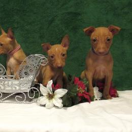 Cirneco dell’Etna Puppies from d'Lea Cirnechi